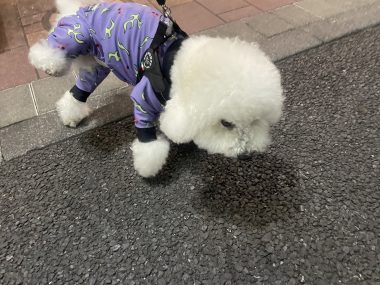 ビションフリーゼ　おもち  ふくらむちゃんはいつだって一生懸命 IMG_3474-380x285