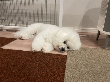 ビションフリーゼ　おもち  ふくらむちゃんはいつだって一生懸命 IMG_3476-380x285