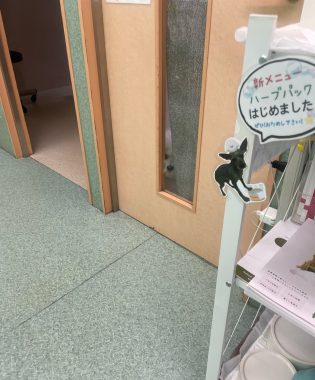 ビションフリーゼ おもち おもマッサージの日 IMG_3481-315x380 ビションフリーゼ おもち おもマッサージの日 IMG_3481-315x380