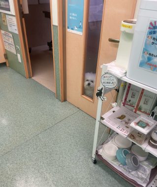 ビションフリーゼ おもち おもマッサージの日 IMG_3482-319x380 ビションフリーゼ おもち おもマッサージの日 IMG_3482-319x380