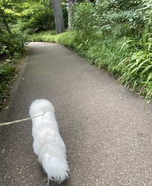 ビションフリーゼ おもち おもマッサージの日 IMG_3485-311x380 ビションフリーゼ おもち おもマッサージの日 IMG_3485-311x380