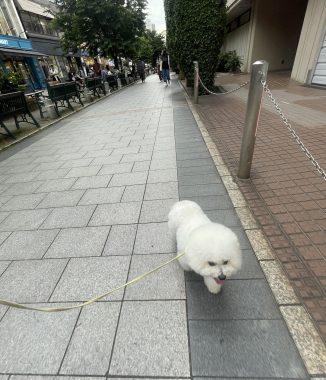ビションフリーゼ おもち おもマッサージの日 IMG_3486-326x380 ビションフリーゼ おもち おもマッサージの日 IMG_3486-326x380