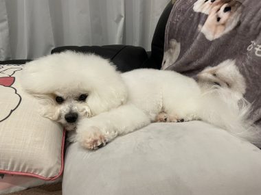 ビションフリーゼ おもち おもマッサージの日 IMG_3488-380x285 ビションフリーゼ おもち おもマッサージの日 IMG_3488-380x285