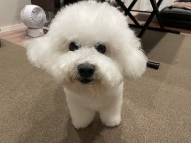 ビションフリーゼ おもち おもマッサージの日 IMG_3489-380x285 ビションフリーゼ おもち おもマッサージの日 IMG_3489-380x285