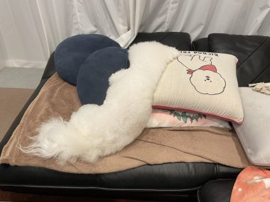 ビションフリーゼ おもち おもマッサージの日 IMG_3494-380x285 ビションフリーゼ おもち おもマッサージの日 IMG_3494-380x285