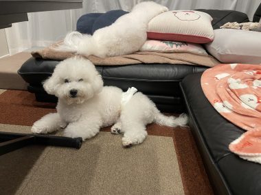 ビションフリーゼ おもち おもマッサージの日 IMG_3495-380x285 ビションフリーゼ おもち おもマッサージの日 IMG_3495-380x285