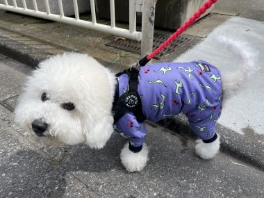 ビションフリーゼ おもち 自分の事ですが 久しぶりの丸の内! IMG_3513-380x285 ビションフリーゼ おもち 自分の事ですが 久しぶりの丸の内! IMG_3513-380x285