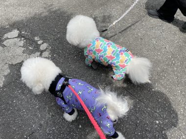 ビションフリーゼ おもち 自分の事ですが 久しぶりの丸の内! IMG_3515-380x285 ビションフリーゼ おもち 自分の事ですが 久しぶりの丸の内! IMG_3515-380x285