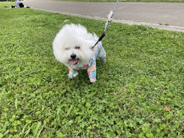 ビションフリーゼ おもち 自分の事ですが 久しぶりの丸の内! IMG_3517-380x285 ビションフリーゼ おもち 自分の事ですが 久しぶりの丸の内! IMG_3517-380x285