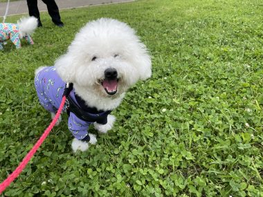 ビションフリーゼ おもち 自分の事ですが 久しぶりの丸の内! IMG_3518-380x285 ビションフリーゼ おもち 自分の事ですが 久しぶりの丸の内! IMG_3518-380x285