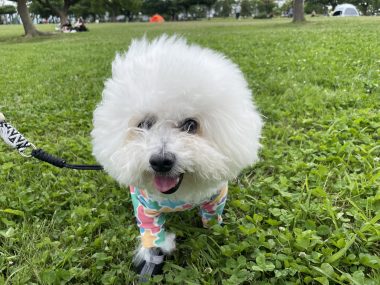 ビションフリーゼ おもち 自分の事ですが 久しぶりの丸の内! IMG_3520-380x285 ビションフリーゼ おもち 自分の事ですが 久しぶりの丸の内! IMG_3520-380x285