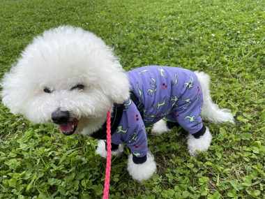 ビションフリーゼ おもち 自分の事ですが 久しぶりの丸の内! IMG_3521-380x285 ビションフリーゼ おもち 自分の事ですが 久しぶりの丸の内! IMG_3521-380x285