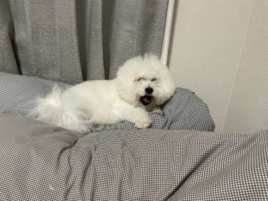 ビションフリーゼ おもち 自分の事ですが 久しぶりの丸の内! IMG_3524-380x285 ビションフリーゼ おもち 自分の事ですが 久しぶりの丸の内! IMG_3524-380x285