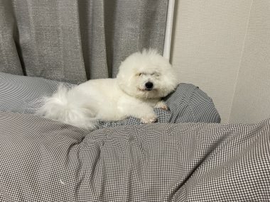 ビションフリーゼ おもち 自分の事ですが 久しぶりの丸の内! IMG_3525-380x285 ビションフリーゼ おもち 自分の事ですが 久しぶりの丸の内! IMG_3525-380x285