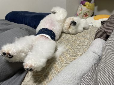 ビションフリーゼ おもち 自分の事ですが 久しぶりの丸の内! IMG_3526-380x285 ビションフリーゼ おもち 自分の事ですが 久しぶりの丸の内! IMG_3526-380x285