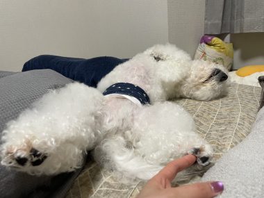 ビションフリーゼ おもち 自分の事ですが 久しぶりの丸の内! IMG_3528-380x285 ビションフリーゼ おもち 自分の事ですが 久しぶりの丸の内! IMG_3528-380x285