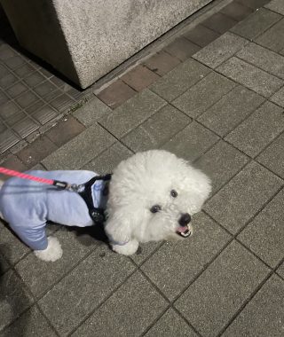 ビションフリーゼ　おもち  おもちとふくらむ今週 IMG_3531-320x380