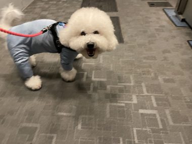 ビションフリーゼ　おもち  おもちとふくらむ今週 IMG_3539-380x285