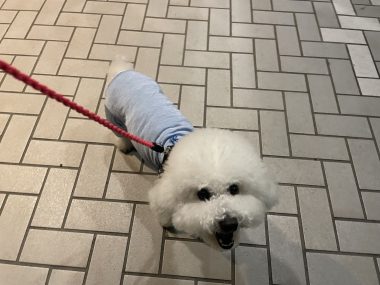 ビションフリーゼ　おもち  おもちとふくらむ今週 IMG_3541-380x285