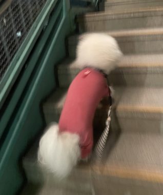 ビションフリーゼ　おもち  おもちとふくらむ今週 IMG_3550-318x380