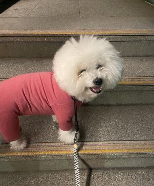 ビションフリーゼ　おもち  おもちとふくらむ今週 IMG_3551-315x380