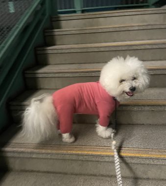 ビションフリーゼ　おもち  おもちとふくらむ今週 IMG_3553-339x380