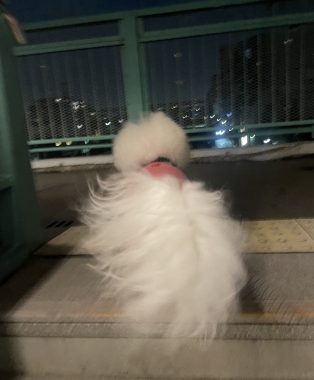 ビションフリーゼ　おもち  おもちとふくらむ今週 IMG_3554-314x380