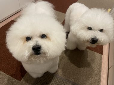 ビションフリーゼ　おもち  おもちとふくらむ今週 IMG_3556-380x285