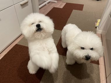 ビションフリーゼ　おもち  おもちとふくらむ今週 IMG_3557-380x285
