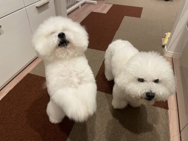 ビションフリーゼ　おもち  おもちとふくらむ今週 IMG_3558-380x285