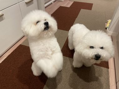 ビションフリーゼ　おもち  おもちとふくらむ今週 IMG_3559-380x285