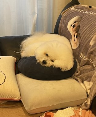 ビションフリーゼ　おもち  おもちとふくらむ今週 IMG_3560-312x380