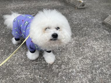 ビションフリーゼ　おもち  ミロミホしゃんおもふくトリミング IMG_3561-380x285