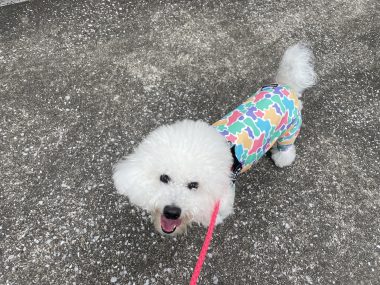 ビションフリーゼ　おもち  ミロミホしゃんおもふくトリミング IMG_3562-380x285