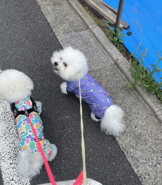 ビションフリーゼ　おもち  ミロミホしゃんおもふくトリミング IMG_3563-332x380