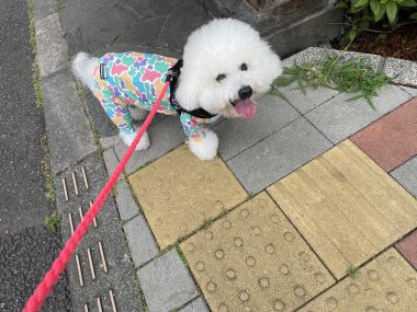 ビションフリーゼ　おもち  ミロミホしゃんおもふくトリミング IMG_3564-380x285