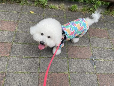 ビションフリーゼ　おもち  ミロミホしゃんおもふくトリミング IMG_3565-380x285