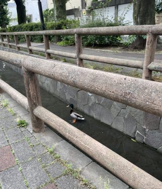 ビションフリーゼ　おもち  ミロミホしゃんおもふくトリミング IMG_3567-326x380