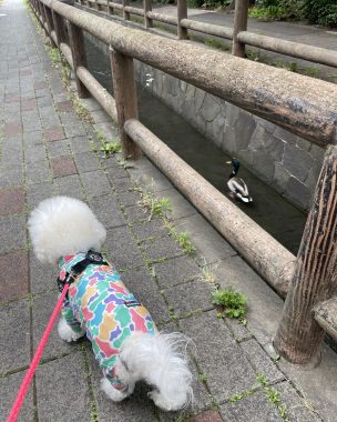 ビションフリーゼ　おもち  ミロミホしゃんおもふくトリミング IMG_3568-304x380