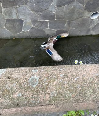 ビションフリーゼ　おもち  ミロミホしゃんおもふくトリミング IMG_3569-324x380