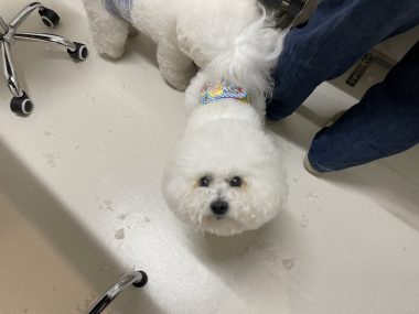 ビションフリーゼ　おもち  ミロミホしゃんおもふくトリミング IMG_3570-380x285