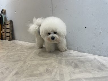 ビションフリーゼ　おもち  ミロミホしゃんおもふくトリミング IMG_3573-380x285