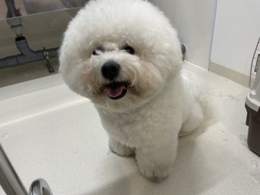 ビションフリーゼ　おもち  ミロミホしゃんおもふくトリミング IMG_3577-380x285