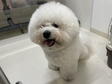 ビションフリーゼ　おもち  ミロミホしゃんおもふくトリミング IMG_3578-380x285