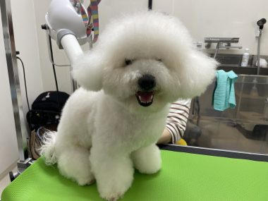 ビションフリーゼ　おもち  ミロミホしゃんおもふくトリミング IMG_3580-380x285