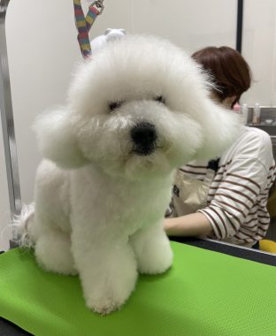 ビションフリーゼ　おもち  ミロミホしゃんおもふくトリミング IMG_3581-312x380