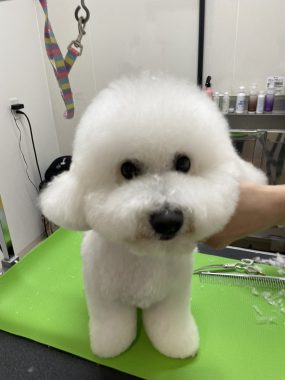 ビションフリーゼ　おもち  ミロミホしゃんおもふくトリミング IMG_3584-scaled-e1780069474170-285x380