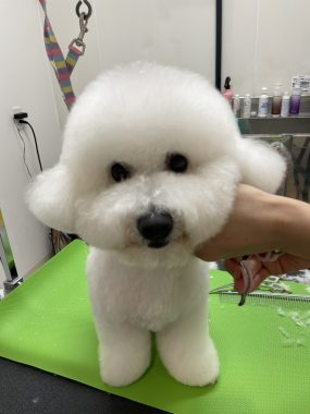 ビションフリーゼ　おもち  ミロミホしゃんおもふくトリミング IMG_3585-scaled-e1780069505154-285x380