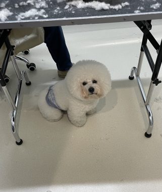 ビションフリーゼ　おもち  ミロミホしゃんおもふくトリミング IMG_3586-321x380