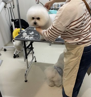 ビションフリーゼ　おもち  ミロミホしゃんおもふくトリミング IMG_3587-355x380